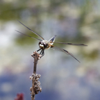 Libelle.jpg