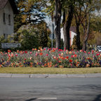 Blumenbeet Kreisel Bad Lippspringe.jpg
