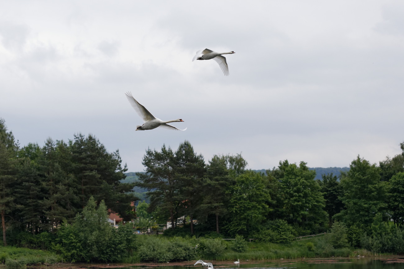 Schw&auml;ne im Anflug