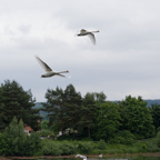 Schwäne im Anflug.jpg